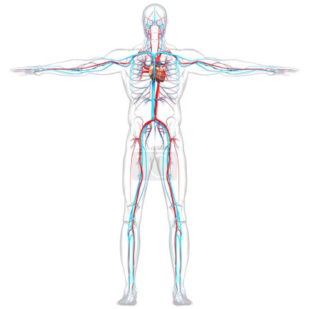 Téléchargez les photos : Système circulatoire humain Anatomie cardiaque. 3D - en image libre de droit