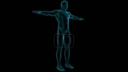 Human Skeleton System Bone Joints Anatomy. 3D