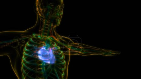 Foto per Anatomia cardiaca del sistema circolatorio umano. 3D - Immagine Royalty Free