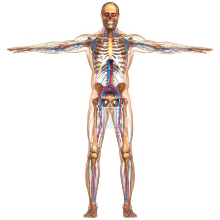 Téléchargez les photos : Anatomie circulatoire, du système nerveux et des ganglions lymphatiques humains. 3D - en image libre de droit