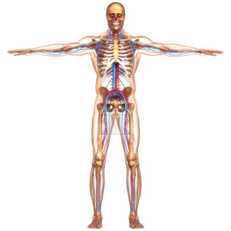 Téléchargez les photos : Anatomie circulatoire, du système nerveux et des ganglions lymphatiques humains. 3D - en image libre de droit
