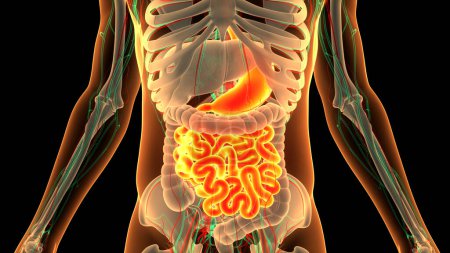 Téléchargez les photos : Anatomie du système digestif humain. 3D - en image libre de droit