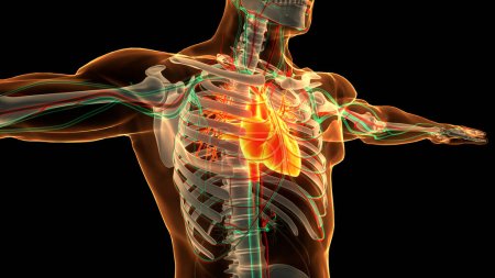 Herz-Anatomie des menschlichen Kreislaufsystems. 3D