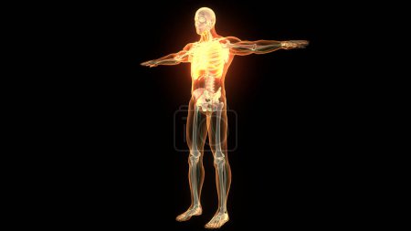 Human Skeleton System Rib Cage Bone Joints Anatomy. 3D