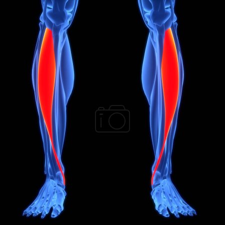 Téléchargez les photos : Système musculaire humain Jambes Muscles Extenseur Digitorum Longus Muscles Anatomie. 3D - en image libre de droit