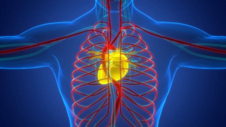 Système circulatoire humain Anatomie cardiaque. 3D