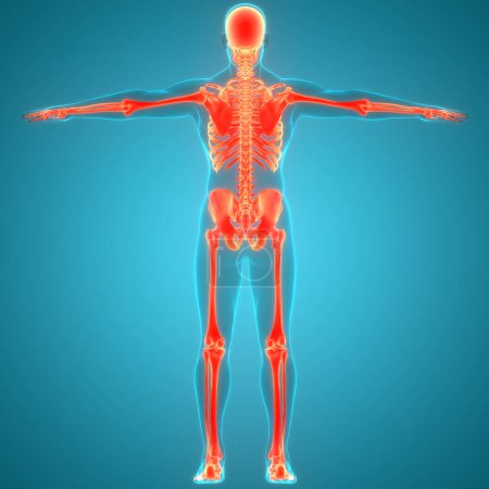 Human Skeleton System Bone Joints Anatomy. 3D