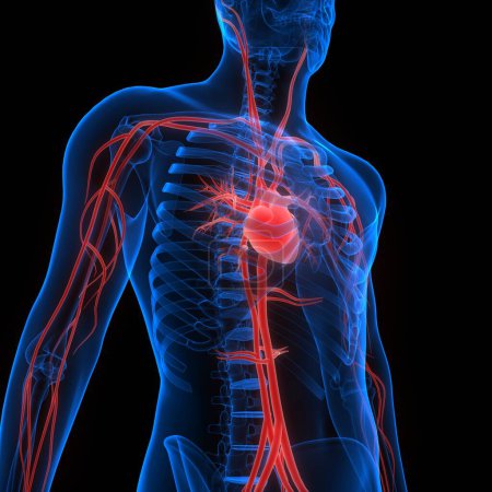 Herz-Anatomie des menschlichen Kreislaufsystems. 3D