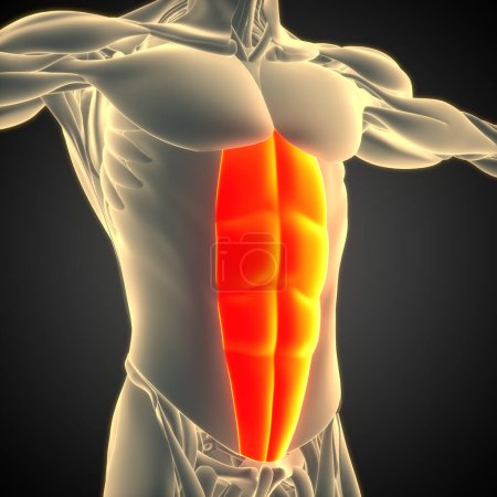 Téléchargez les photos : Système musculaire humain Muscles du torse Rectus Abdominis Anatomie musculaire. 3D - en image libre de droit