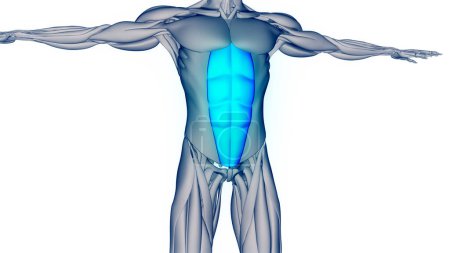 Téléchargez les photos : Système musculaire humain Muscles du torse Rectus Abdominis Anatomie musculaire. 3D - en image libre de droit