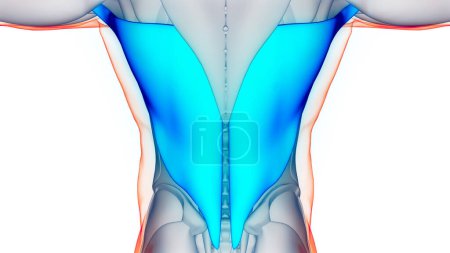 Téléchargez les photos : Système musculaire humain Muscles du torse Latissimus Dorsi Anatomie musculaire. 3D - en image libre de droit