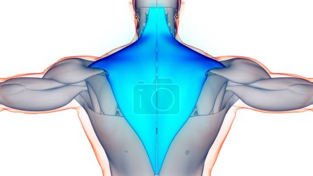 Photo for Human Muscular System Torso Muscles Trapezius Muscle Anatomy. 3D - Royalty Free Image