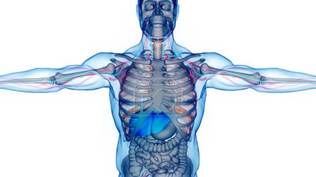 Foto de Human Internal Digestive Organ Liver Anatomy (en inglés). 3D - Imagen libre de derechos