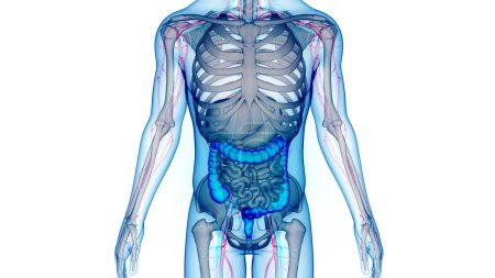 Téléchargez les photos : Anatomie du système digestif humain. 3D - en image libre de droit