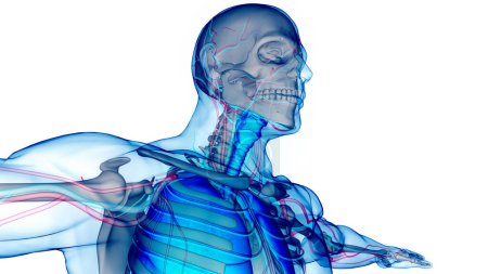Téléchargez les photos : Appareil respiratoire humain Larynx et anatomie du pharynx. 3D - en image libre de droit
