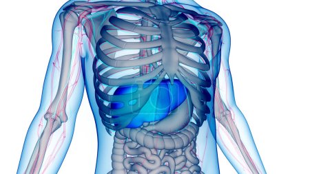 Foto de Human Internal Digestive Organ Liver Anatomy (en inglés). 3D - Imagen libre de derechos