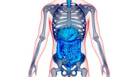 Photo for Human Digestive System Anatomy. 3D - Royalty Free Image