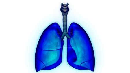 Photo for Human Respiratory System Lungs Anatomy. 3D - Royalty Free Image