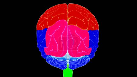 Téléchargez les photos : Organe central du système nerveux humain Cerveau avec anatomie des lobes. 3D - en image libre de droit
