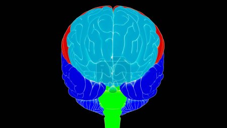 Foto de Órgano Central del Sistema Nervioso Humano Cerebro con Lóbulos Anatomía. 3D - Imagen libre de derechos