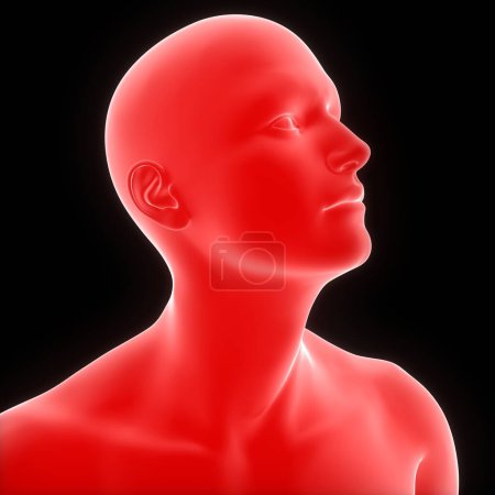 Téléchargez les photos : Anatomie du visage du corps humain. 3D - en image libre de droit