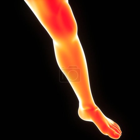 Photo for Human Body Leg Pose Anatomy. 3D - Royalty Free Image