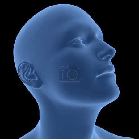 Photo for Human Body Face Pose Anatomy. 3D - Royalty Free Image