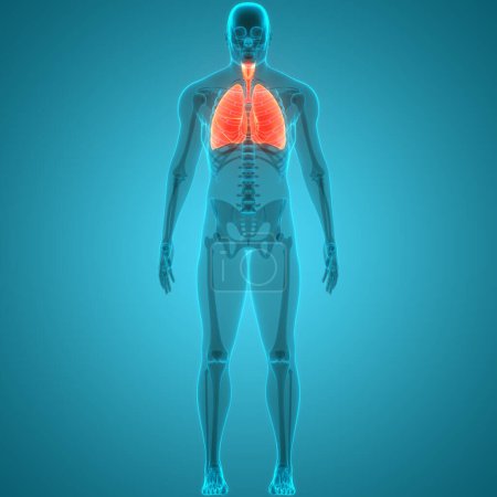 Photo for Human Respiratory System Lungs Anatomy. 3D - Royalty Free Image