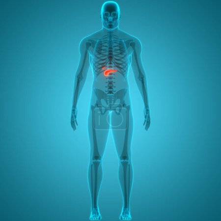 Téléchargez les photos : Organes internes humains Pancréas avec anatomie vésicale biliaire. 3D - en image libre de droit