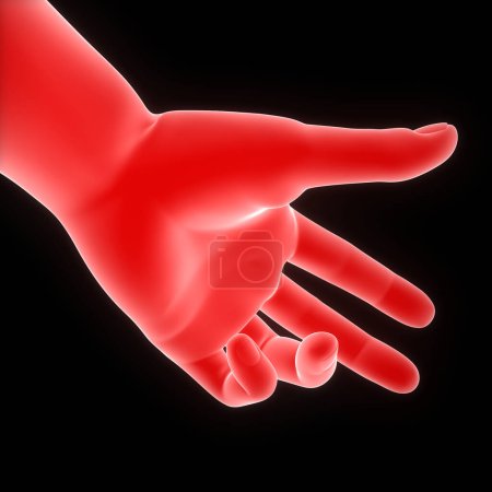 Foto de Anatomía de la mano de la mano del cuerpo humano. 3D - Imagen libre de derechos