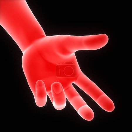 Téléchargez les photos : Anatomie de la main du corps humain. 3D - en image libre de droit
