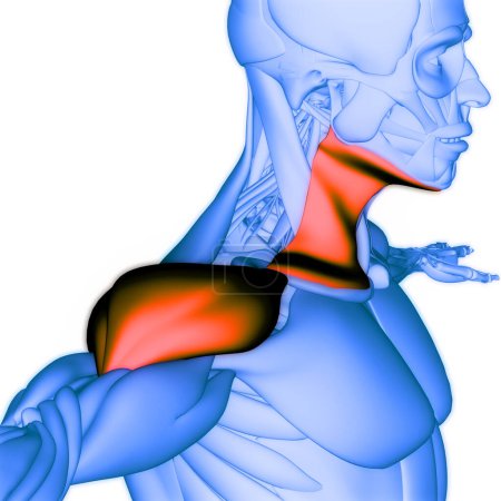 Téléchargez les photos : Système musculaire humain Deltoideus et Platysma Anatomie musculaire. 3D - en image libre de droit