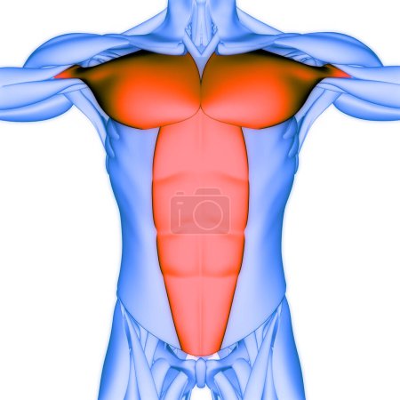 Foto de Sistema Muscular Humano Músculos del Torso Anatomía Muscular del recto abdominal. 3D - Imagen libre de derechos