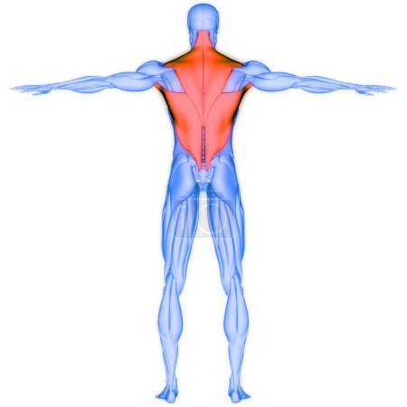 Téléchargez les photos : Human Muscular System Torso Muscles Anatomy. 3D - en image libre de droit