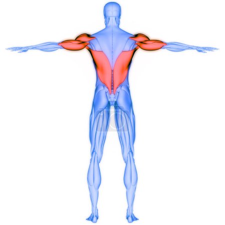 Téléchargez les photos : Système musculaire humain Deltoideus, Triceps et Latissimus Dorsi Anatomie musculaire. 3D - en image libre de droit