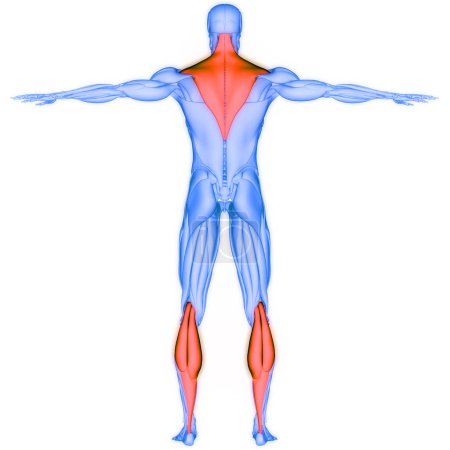 Foto de Sistema Muscular Humano Trapezius, Gluteus Maximus y Gastrocnemius Muscles Anatomy. 3D - Imagen libre de derechos
