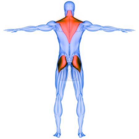 Téléchargez les photos : Système musculaire humain Trapèze, Gluteus Maximus et Gastrocnémius Anatomie musculaire. 3D - en image libre de droit