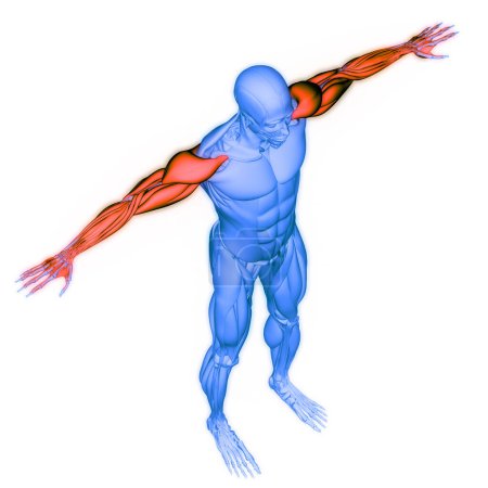 Téléchargez les photos : Anatomie musculaire du système musculaire humain. 3D - en image libre de droit
