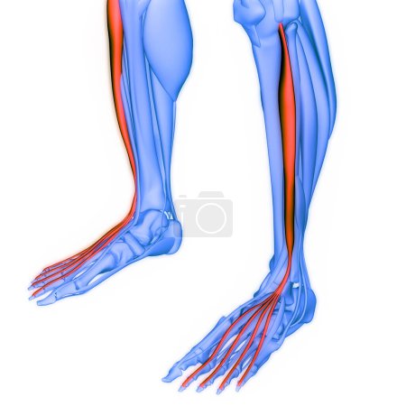 Photo for Human Muscular System Legs Muscles Extensor Digitorum Longus Muscles Anatomy. 3D - Royalty Free Image