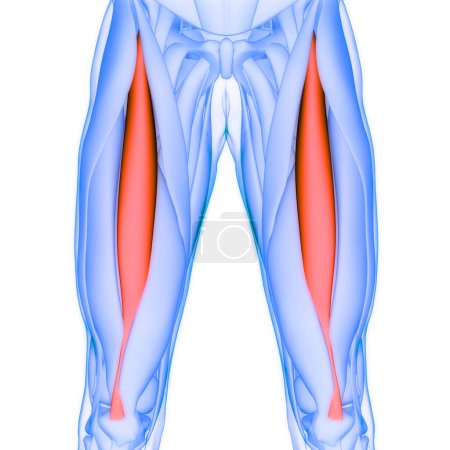 Photo for Human Muscular System Legs Muscles Rectus Femoris Muscles Anatomy. 3D - Royalty Free Image
