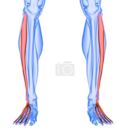Téléchargez les photos : Système musculaire humain Jambes Muscles Extenseur Digitorum Longus Muscles Anatomie. 3D - en image libre de droit
