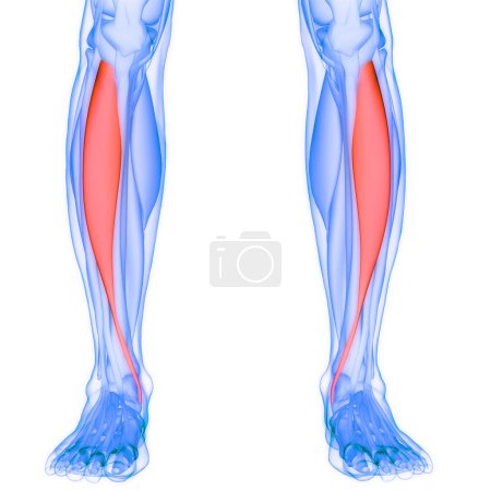 Téléchargez les photos : Système musculaire humain Jambes Muscles Gastrocnémius Muscles Anatomie. 3D - en image libre de droit