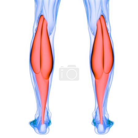 Photo for Human Muscular System Legs Muscles Gastrocnemius Muscles Anatomy. 3D - Royalty Free Image