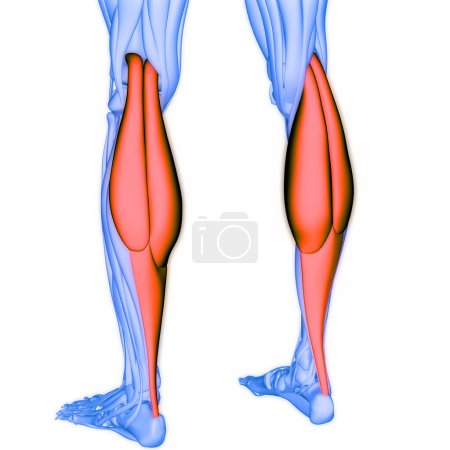Photo for Human Muscular System Legs Muscles Gastrocnemius Muscles Anatomy. 3D - Royalty Free Image