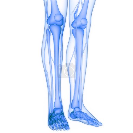 Photo for Human Skeleton System Bone Joints Anatomy. 3D - Royalty Free Image