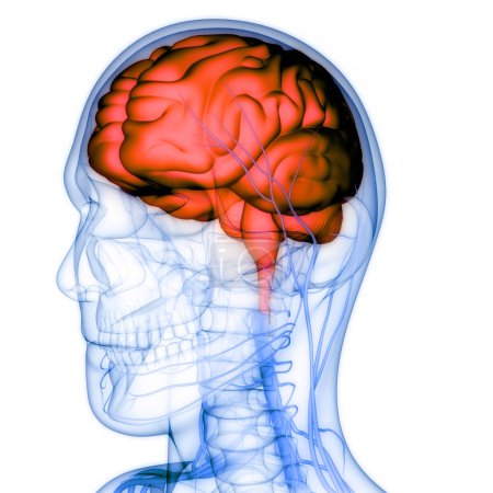 Foto de Anatomía cerebral del sistema nervioso central humano. 3D - Imagen libre de derechos
