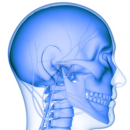 Photo for Human Skeleton System Skull Bone Parts Anatomy. 3D - Royalty Free Image