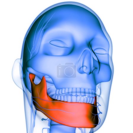 Foto de Sistema esquelético humano Piezas del hueso del cráneo Anatomía de la mandíbula. 3D - Imagen libre de derechos