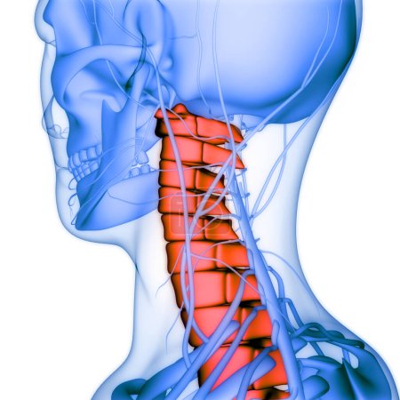 Photo for Spinal cord Anatomy (Cervical vertebrae). 3D - Illustration - Royalty Free Image