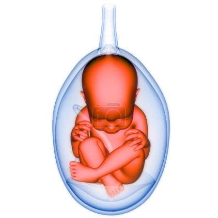 Photo for Human Fetus Baby in Womb Anatomy. 3D - Royalty Free Image